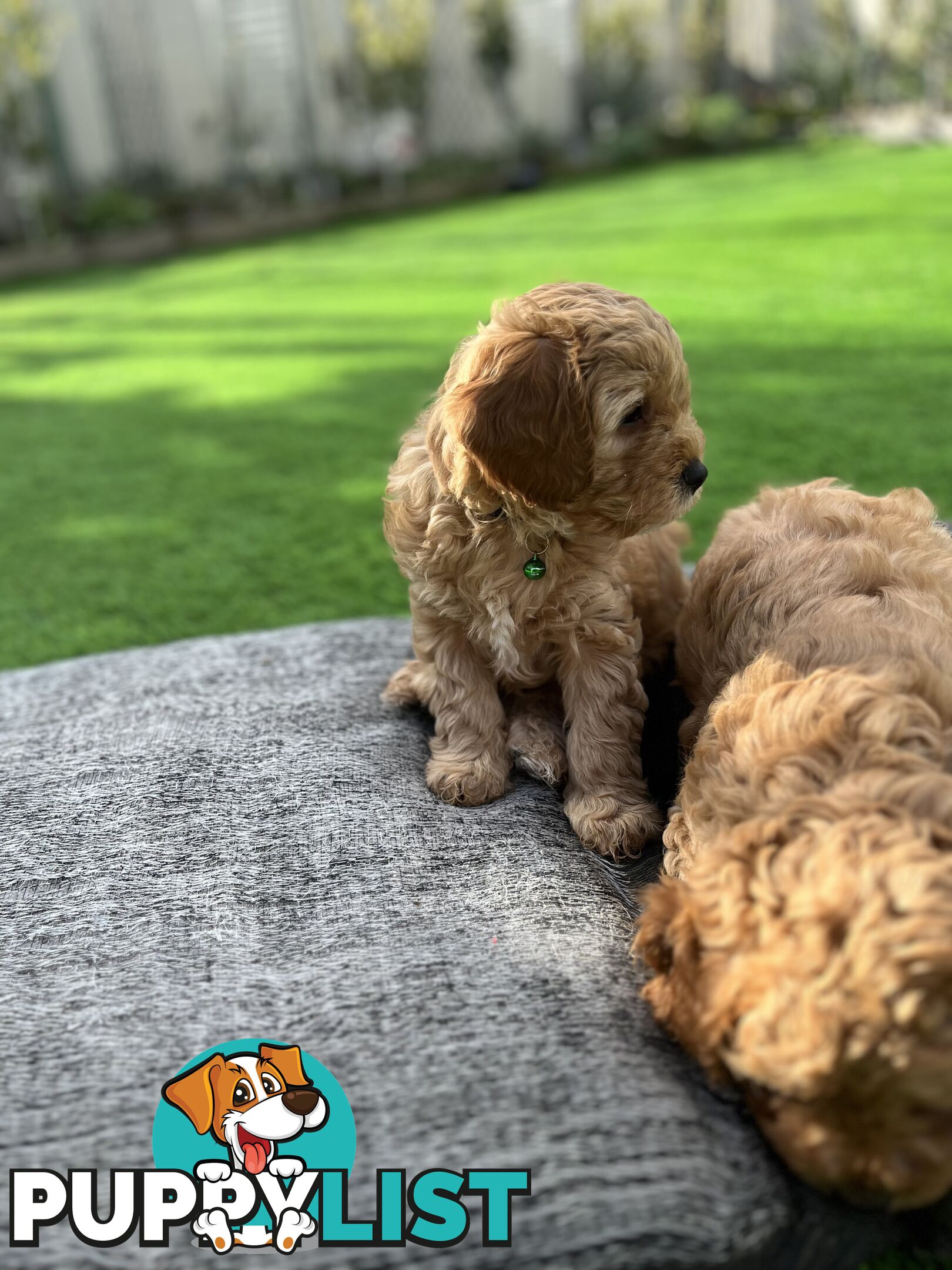 Cavoodle Puppies Ready to Go Now!