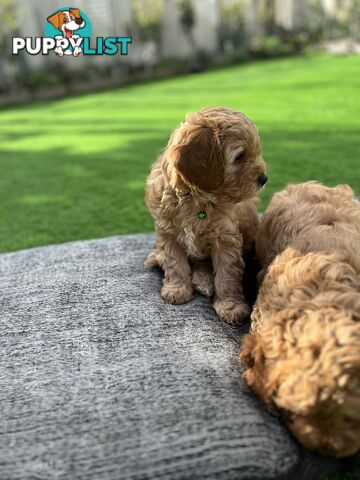 Cavoodle Puppies Ready to Go Now!