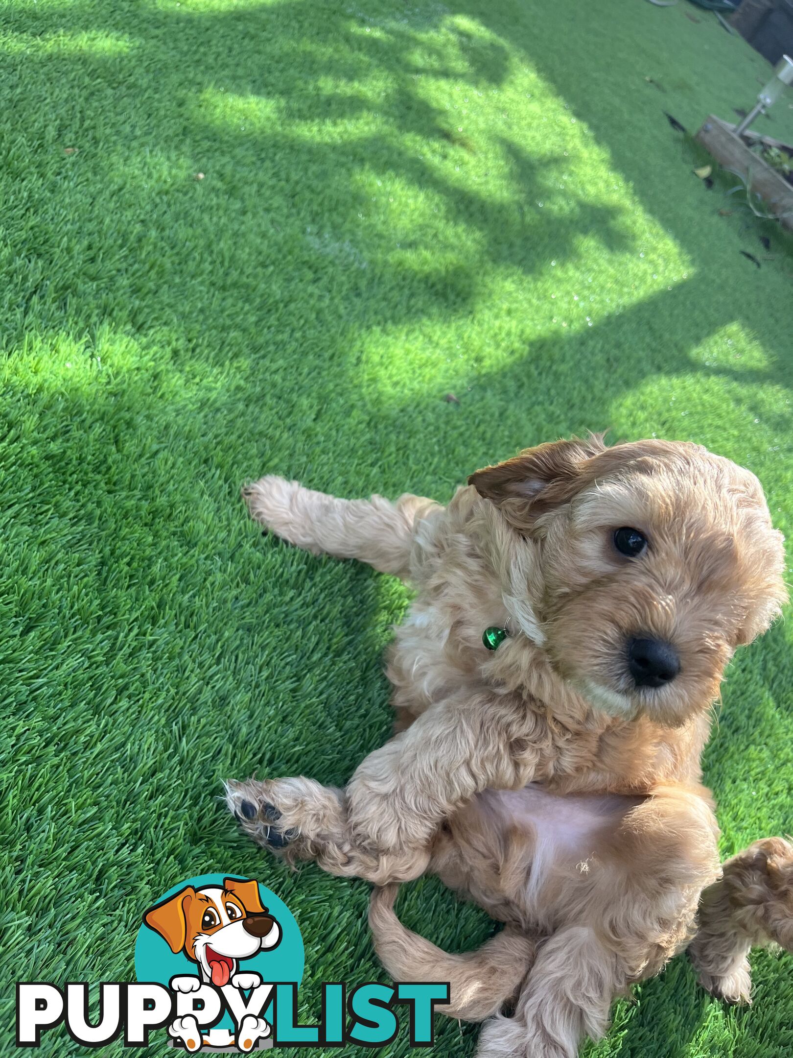 Cavoodle Puppies Ready to Go Now!
