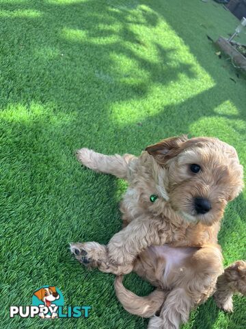 Cavoodle Puppies Ready to Go Now!