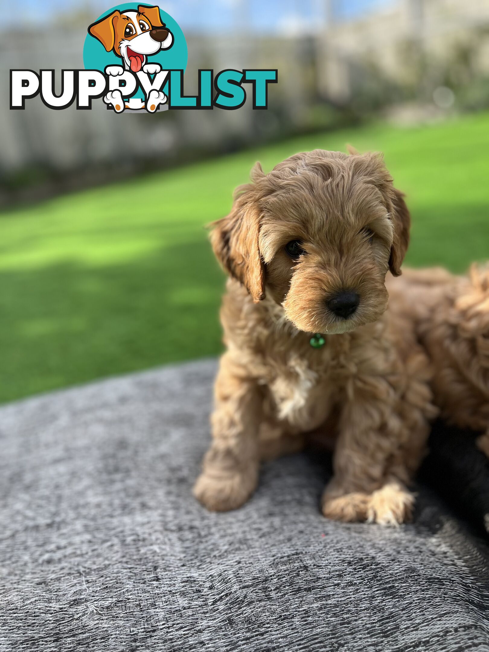 Cavoodle Puppies Ready to Go Now!