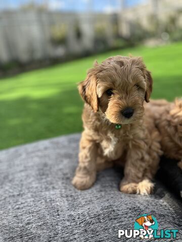 Cavoodle Puppies Ready to Go Now!