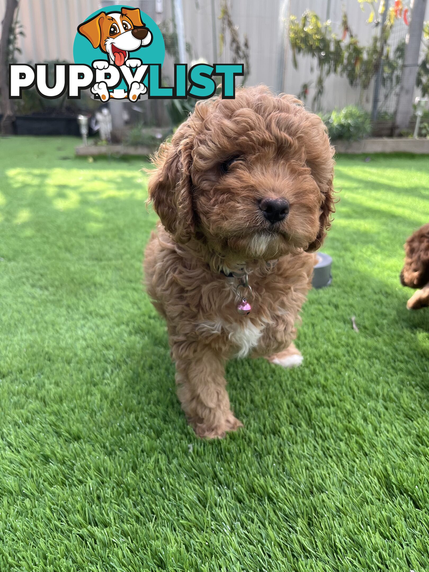 Cavoodle Puppies Ready to Go Now!