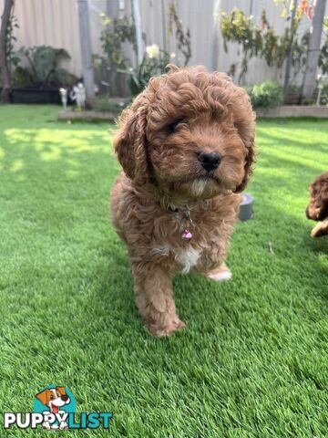 Cavoodle Puppies Ready to Go Now!