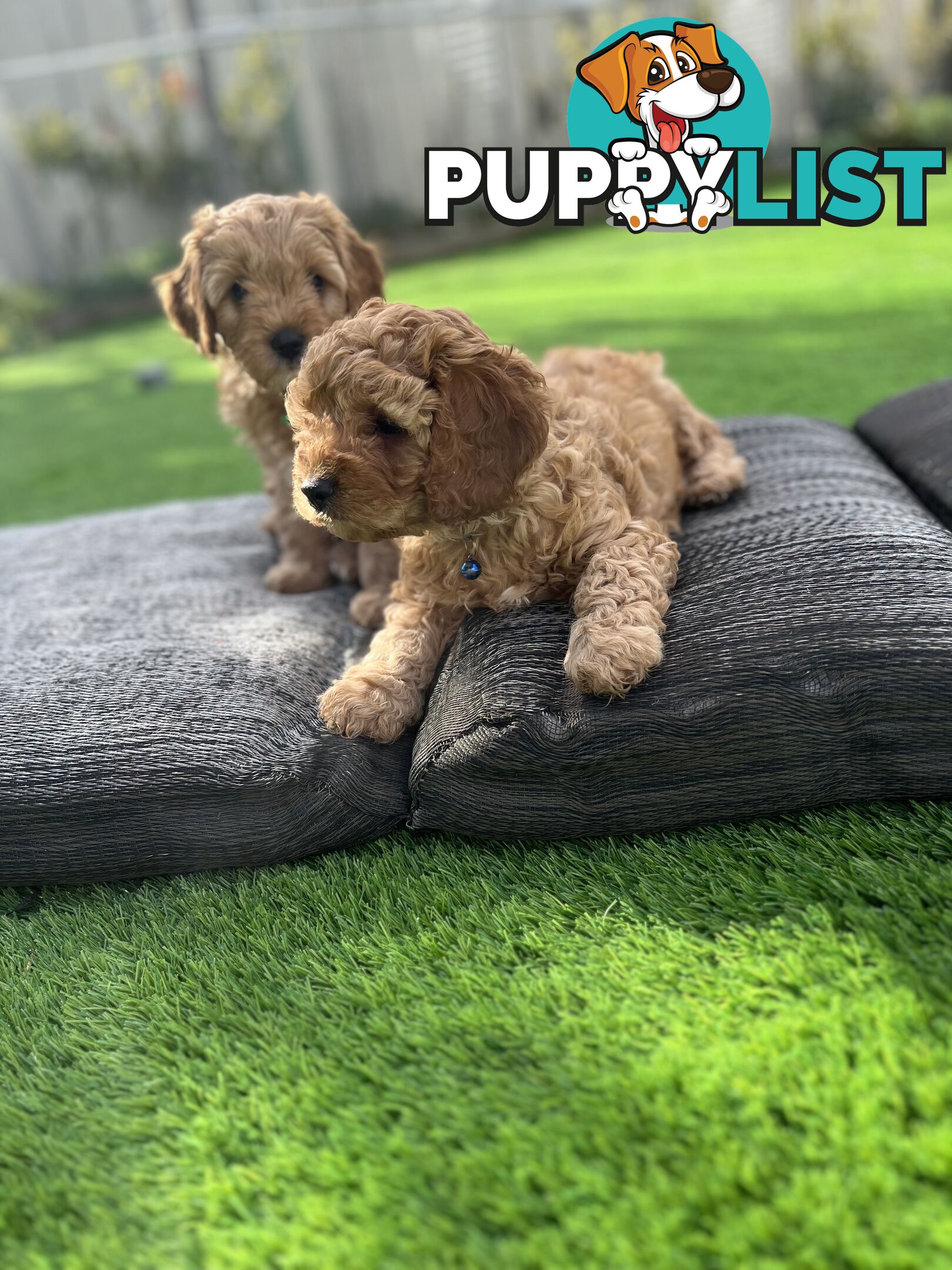 Cavoodle Puppies Ready to Go Now!