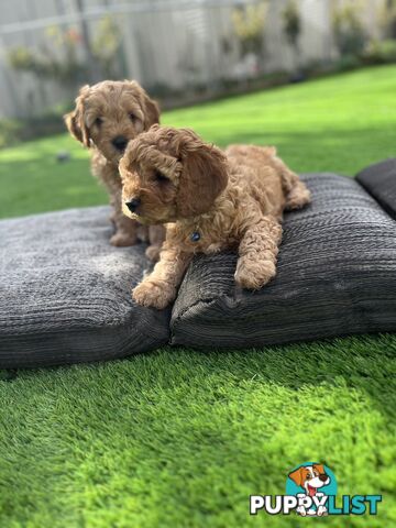 Cavoodle Puppies Ready to Go Now!