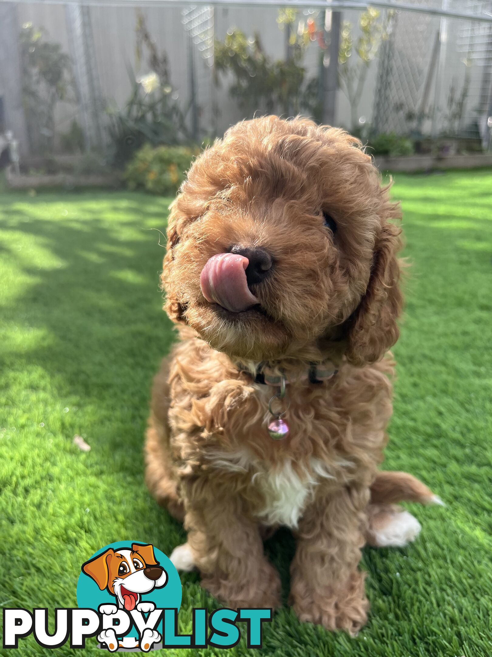 Cavoodle Puppies Ready to Go Now!