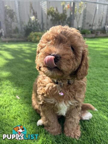 Cavoodle Puppies Ready to Go Now!