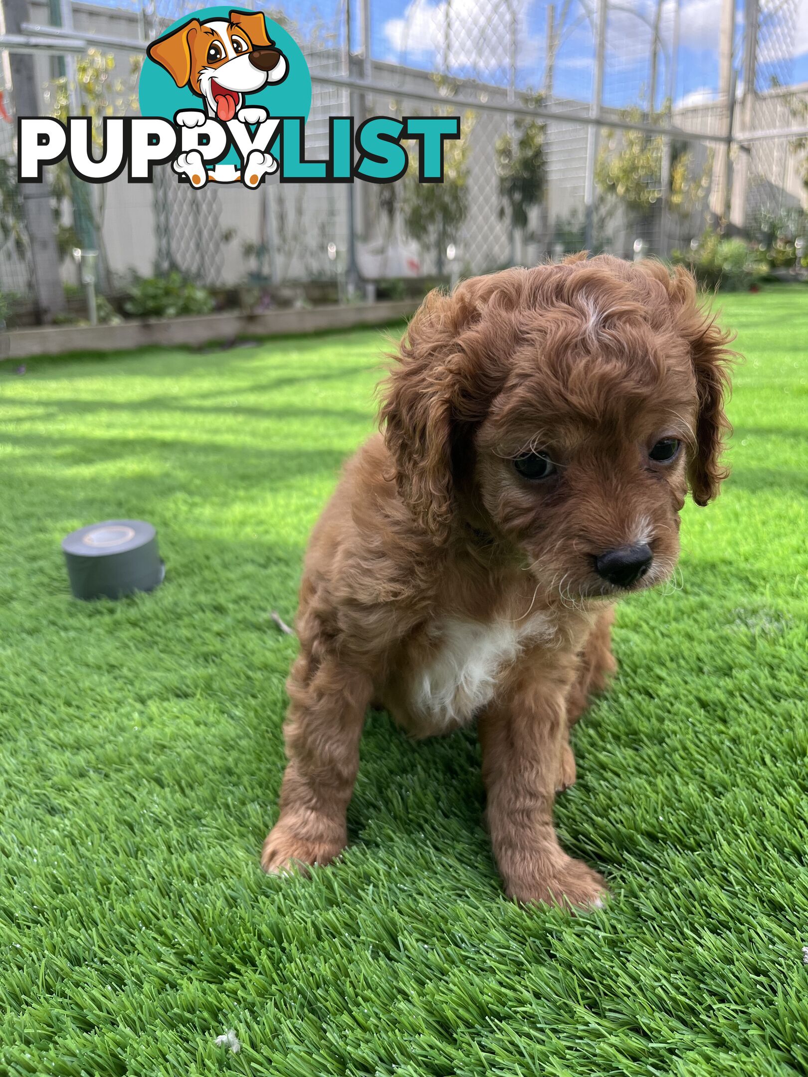 Cavoodle Puppies Ready to Go Now!