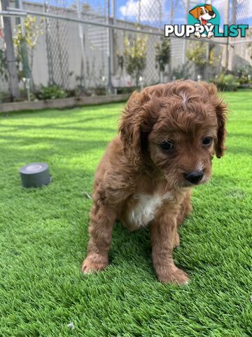 Cavoodle Puppies Ready to Go Now!