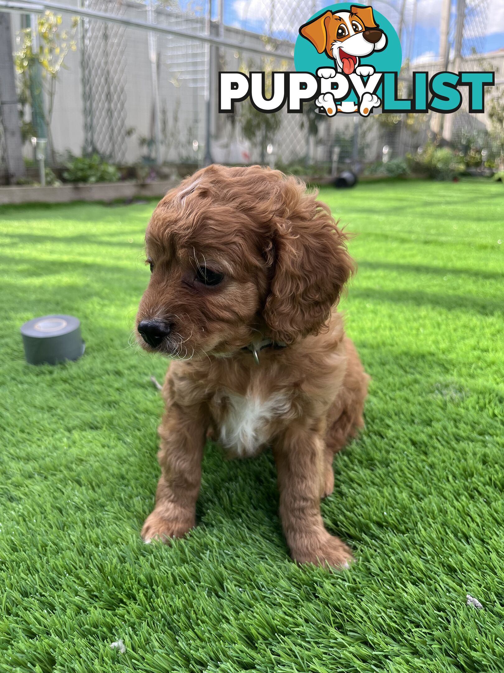 Cavoodle Puppies Ready to Go Now!