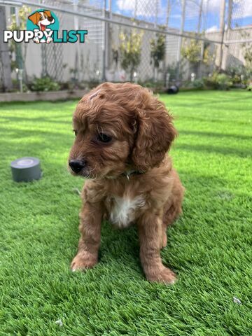 Cavoodle Puppies Ready to Go Now!
