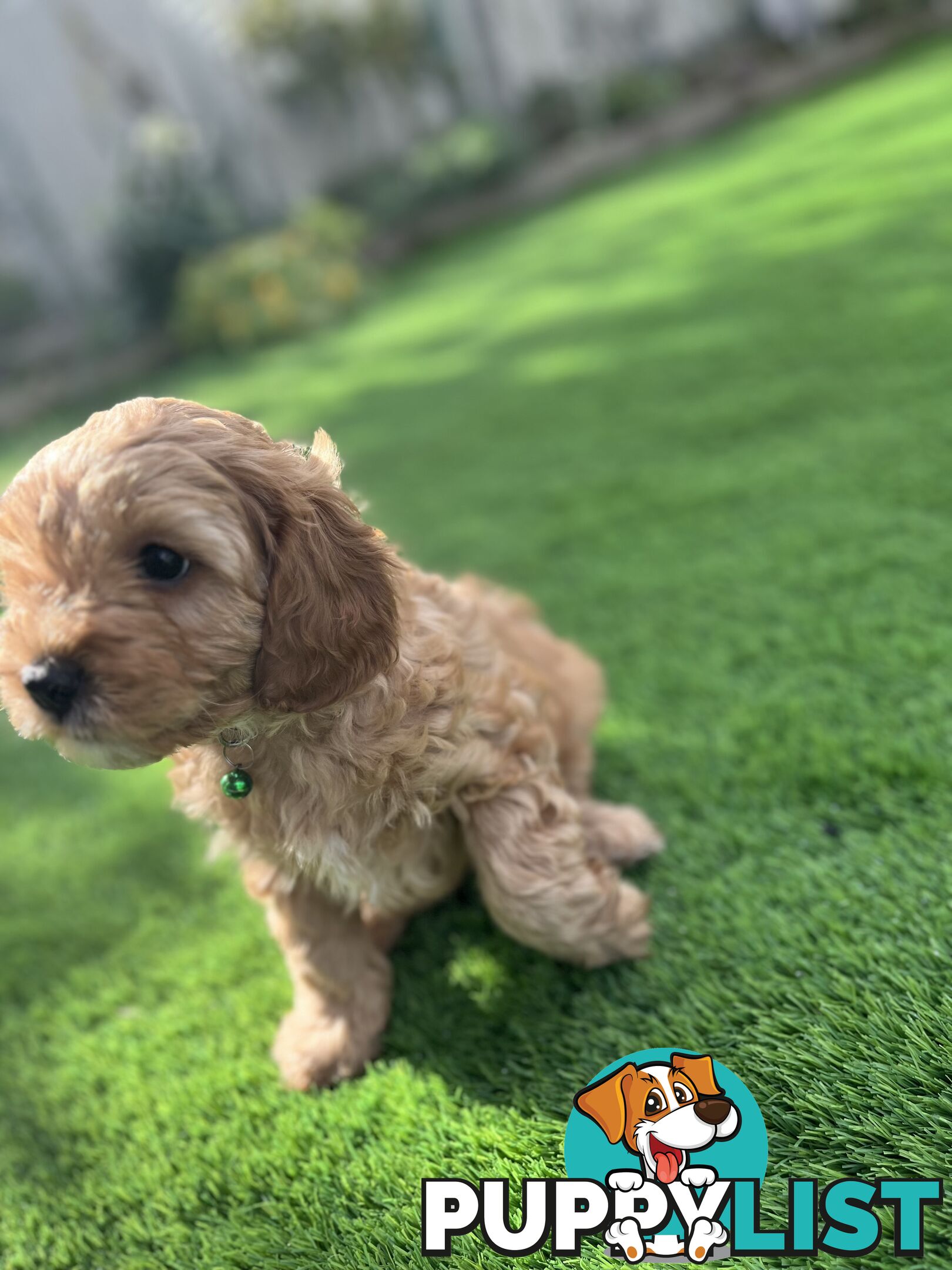 Cavoodle Puppies Ready to Go Now!