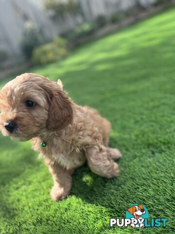 Cavoodle Puppies Ready to Go Now!
