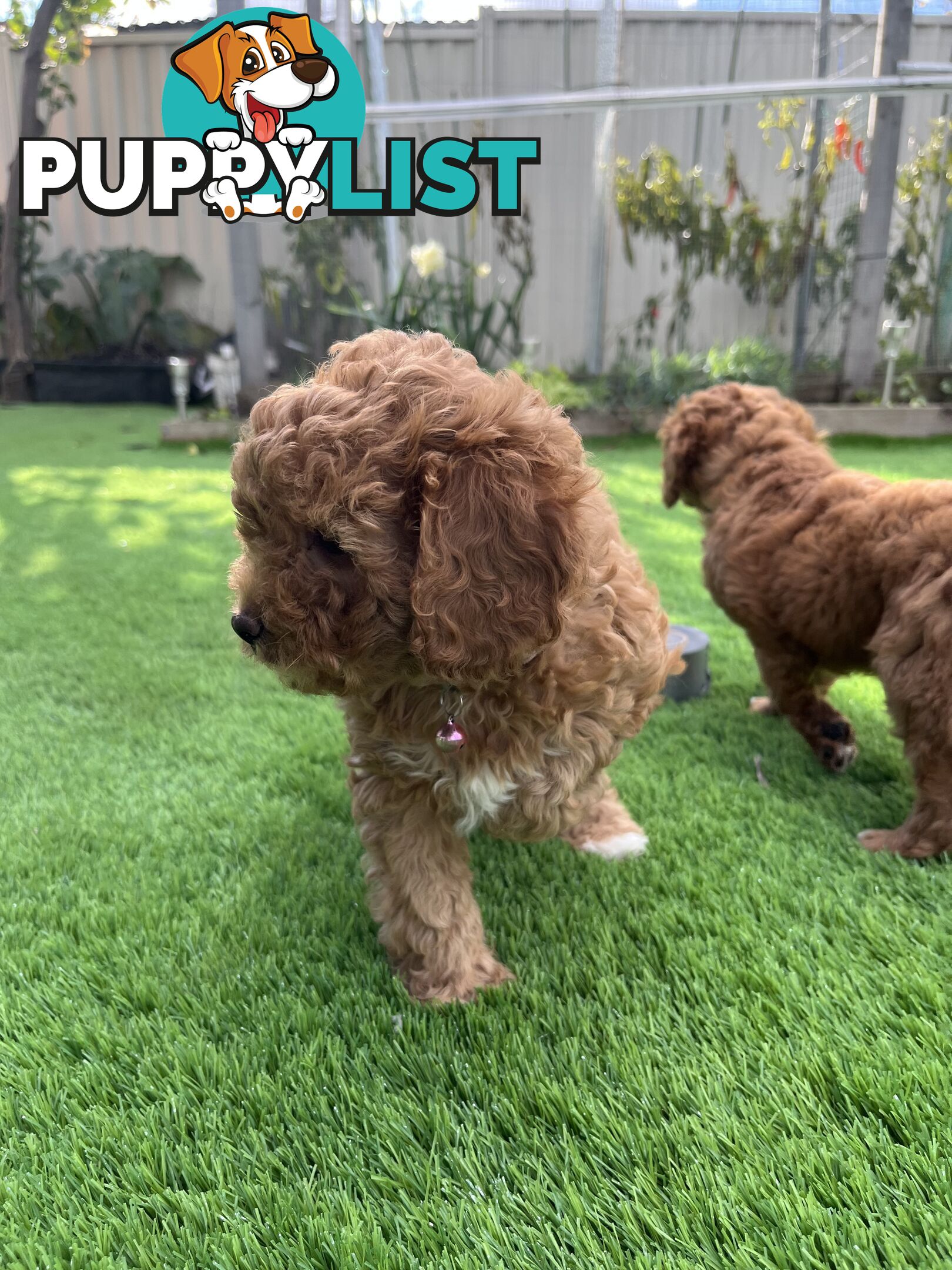 Cavoodle Puppies Ready to Go Now!