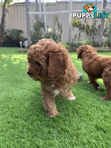 Cavoodle Puppies Ready to Go Now!