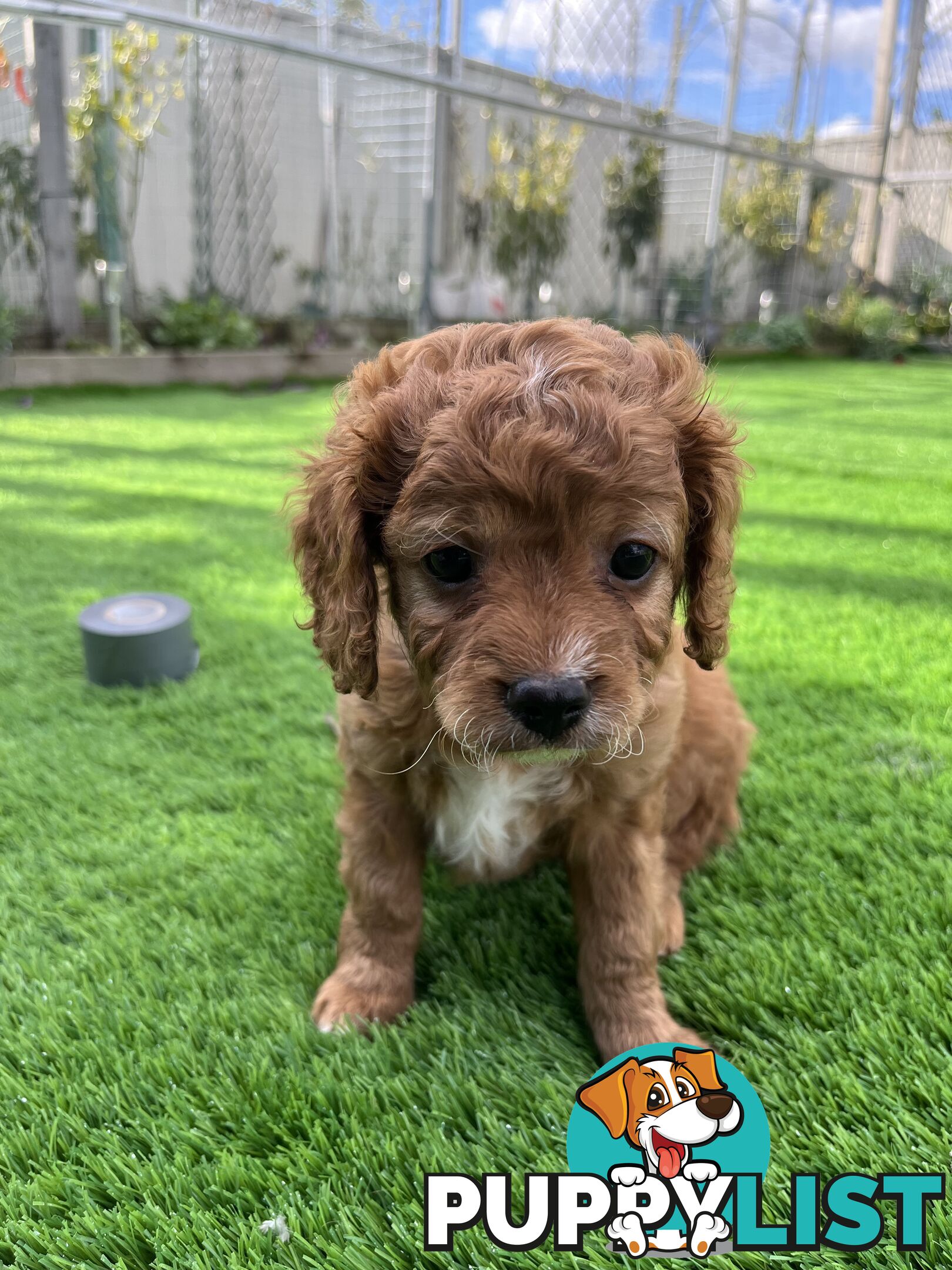 Cavoodle Puppies Ready to Go Now!