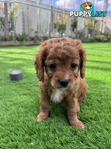 Cavoodle Puppies Ready to Go Now!