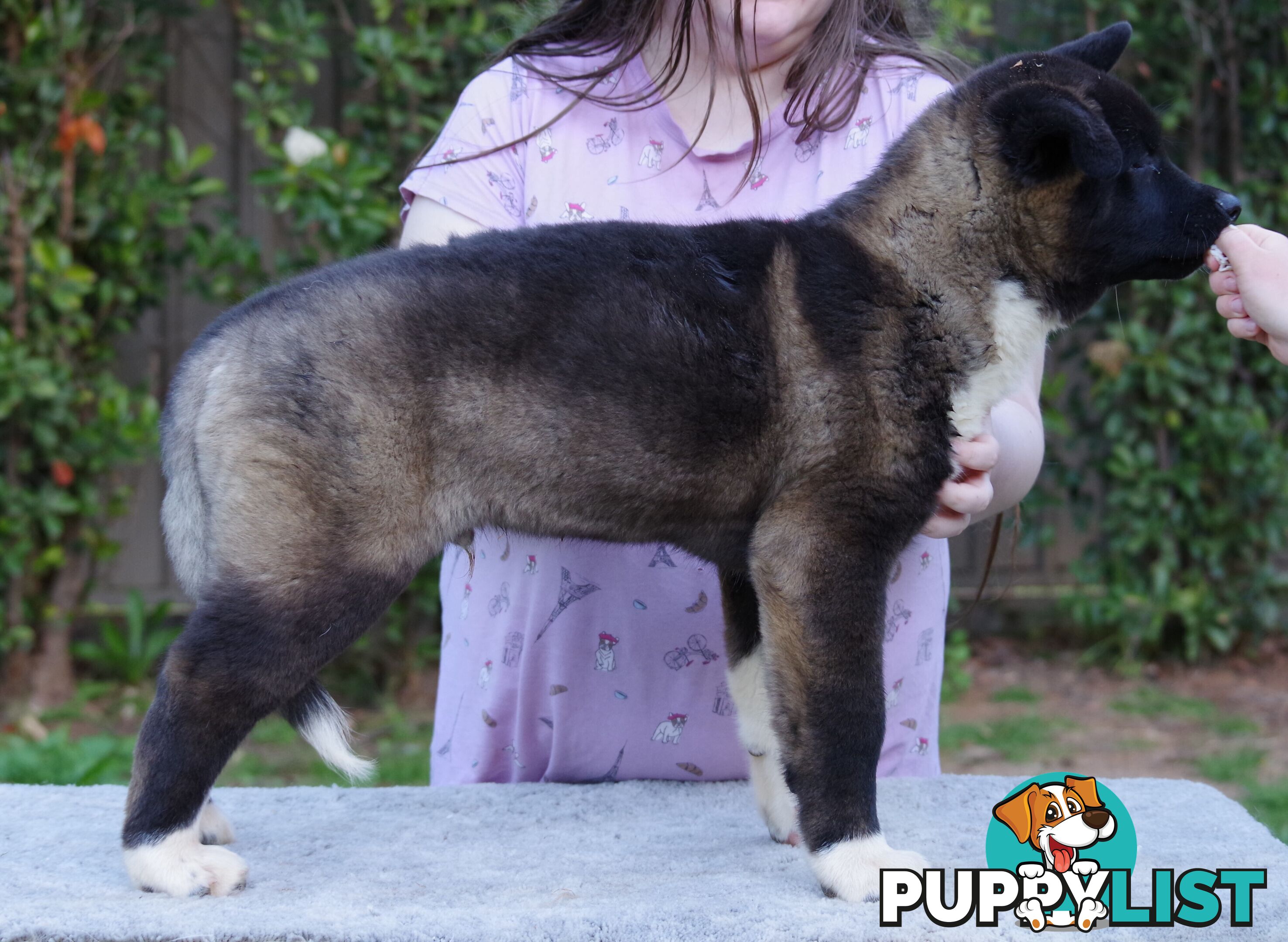 Pure bred Akita puppies