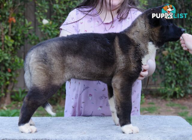 Pure bred Akita puppies