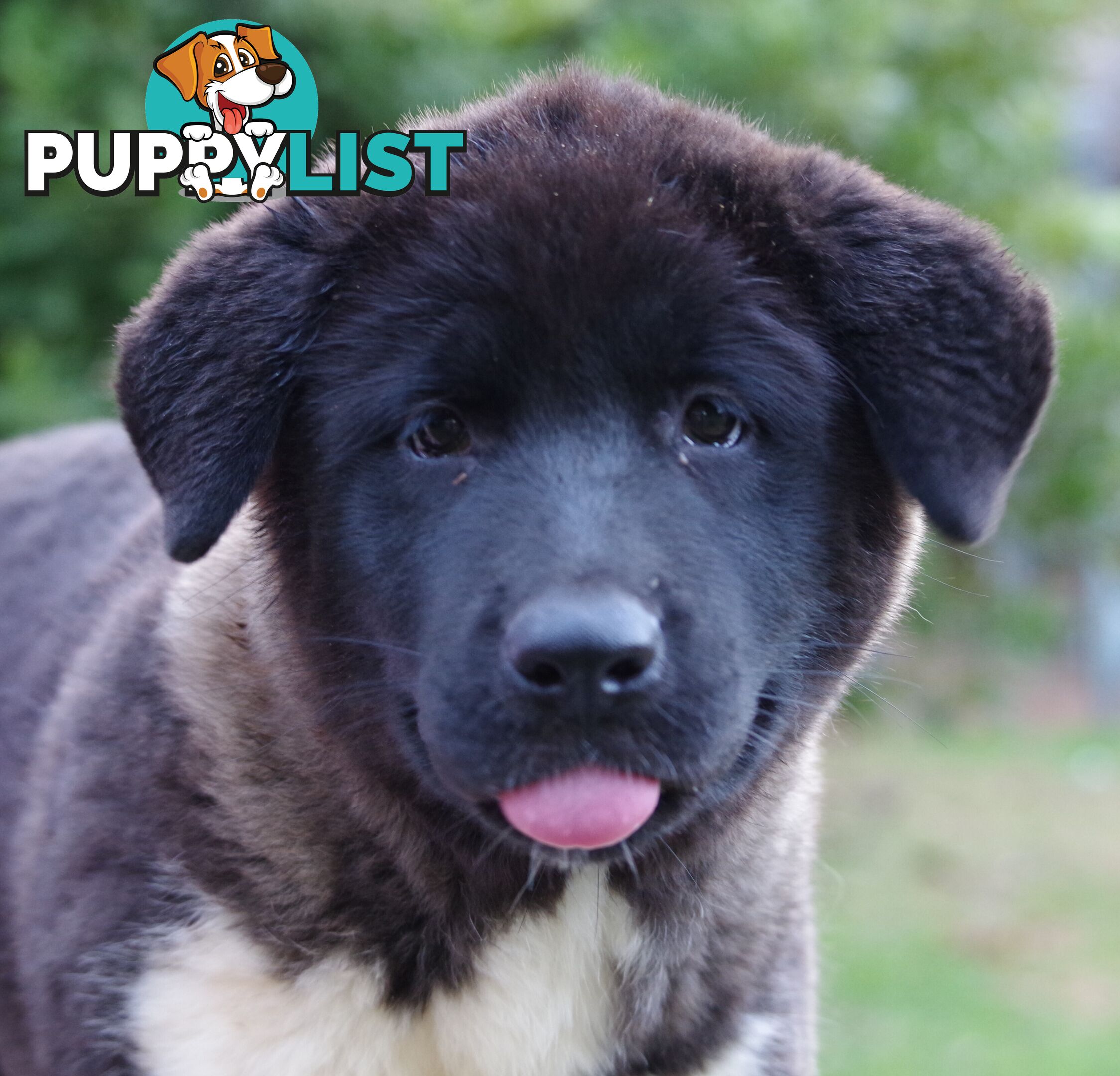 Pure bred Akita puppies