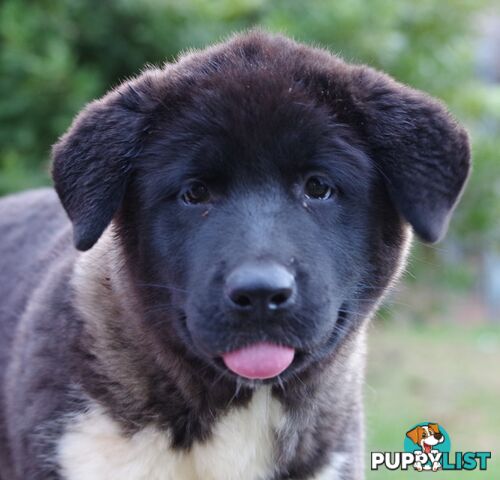 Pure bred Akita puppies
