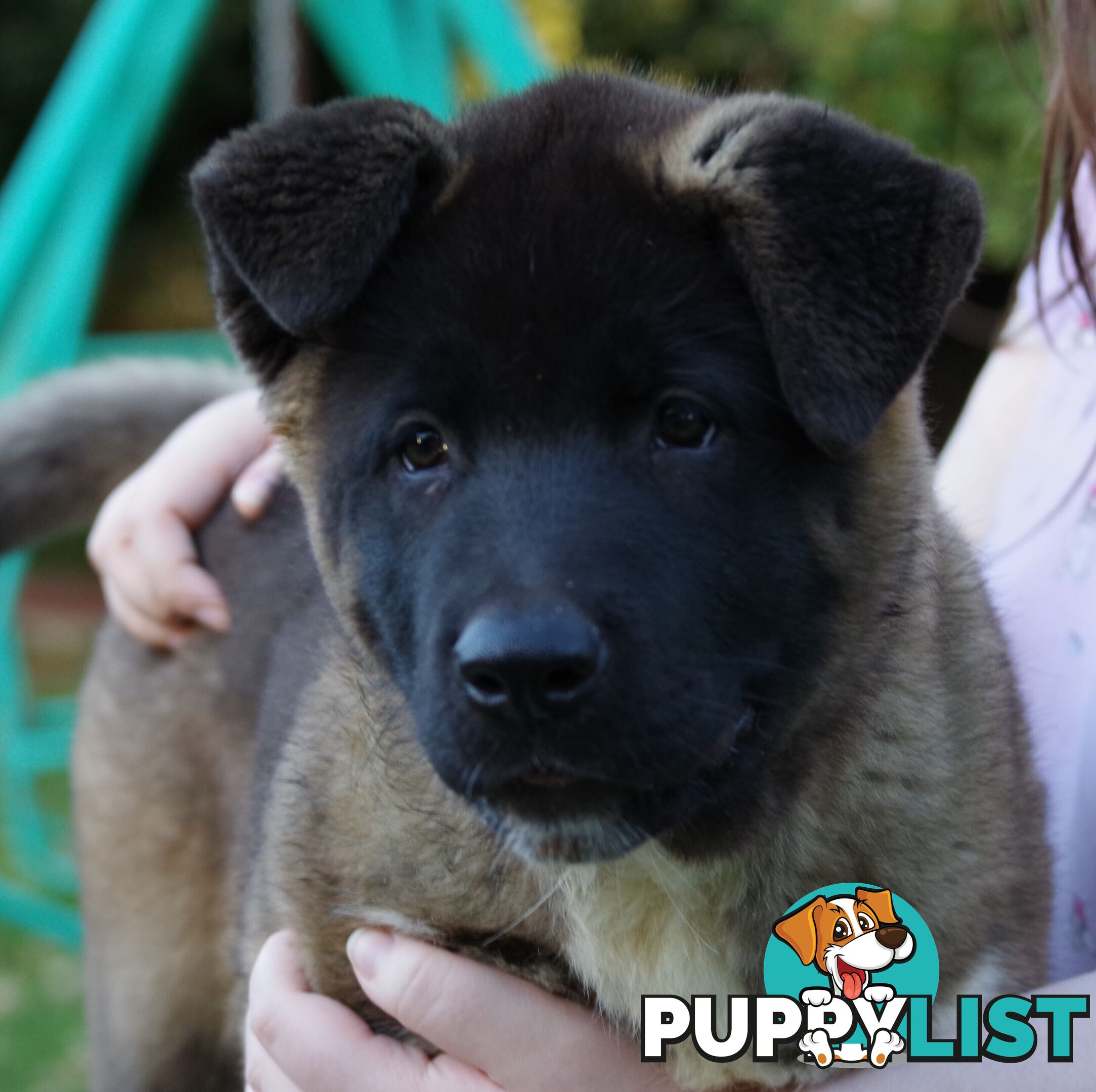 Pure bred Akita puppies