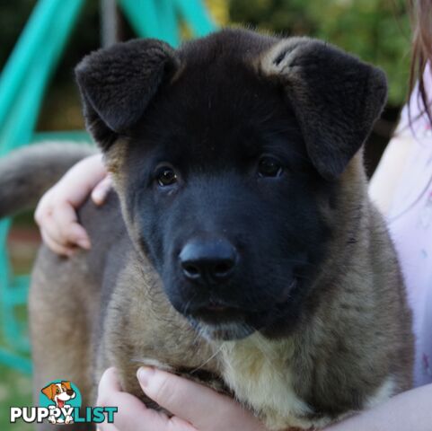 Pure bred Akita puppies