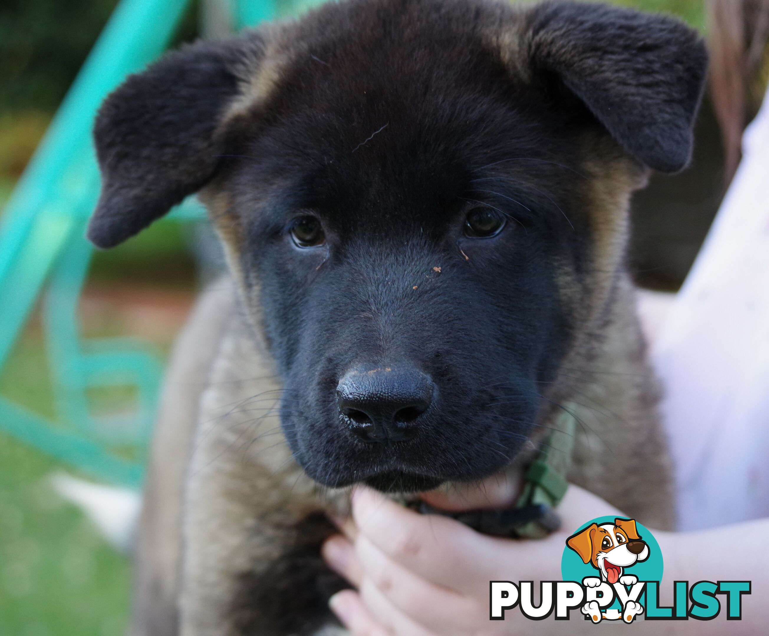 Pure bred Akita puppies