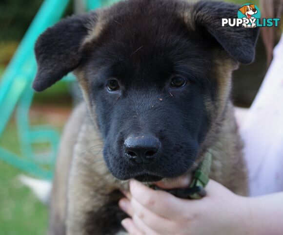 Pure bred Akita puppies