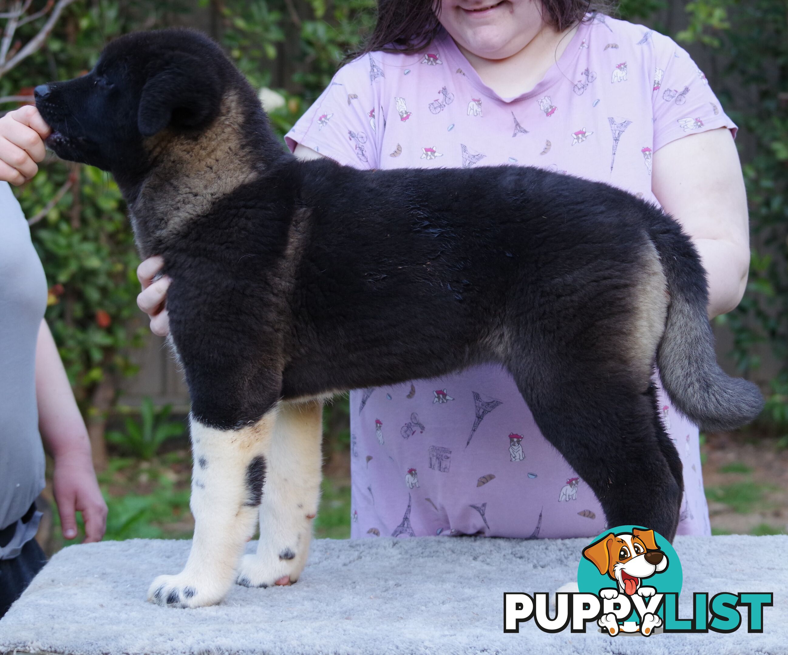 Pure bred Akita puppies