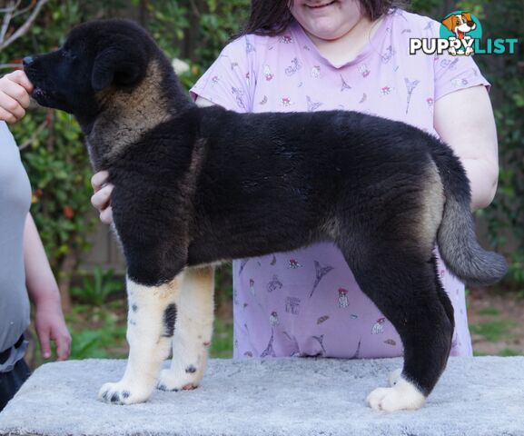 Pure bred Akita puppies