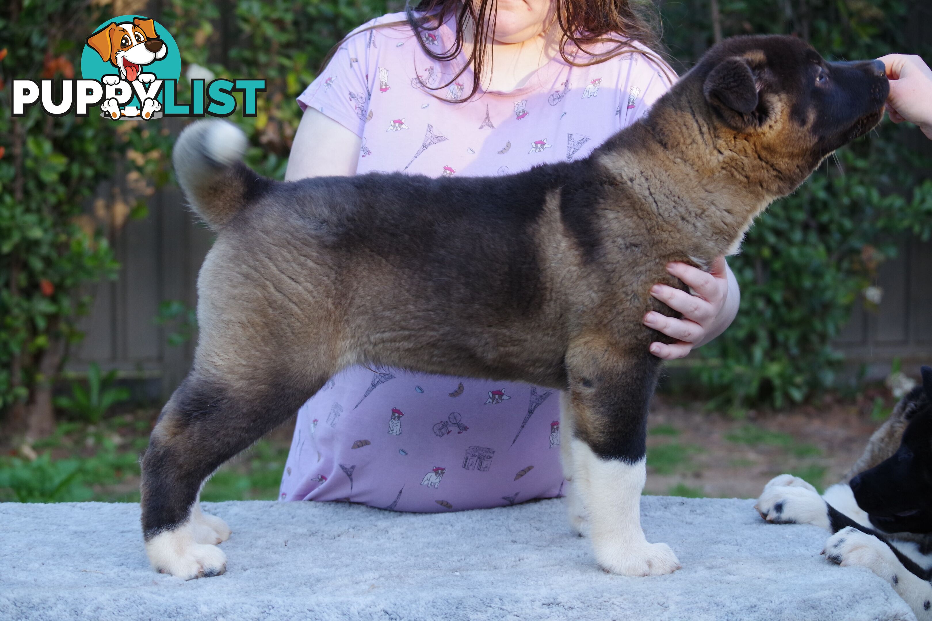 Pure bred Akita puppies