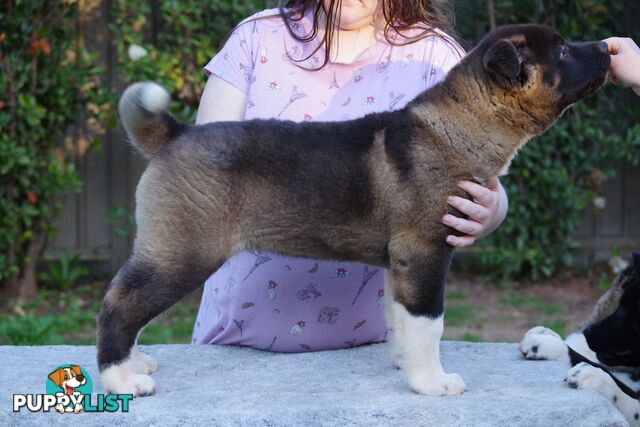 Pure bred Akita puppies
