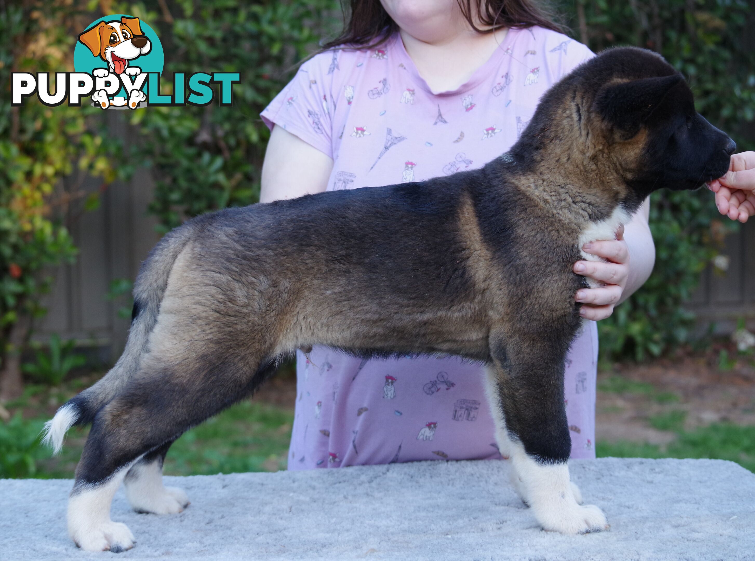 Pure bred Akita puppies