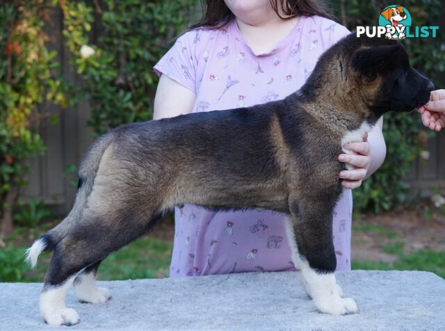 Pure bred Akita puppies