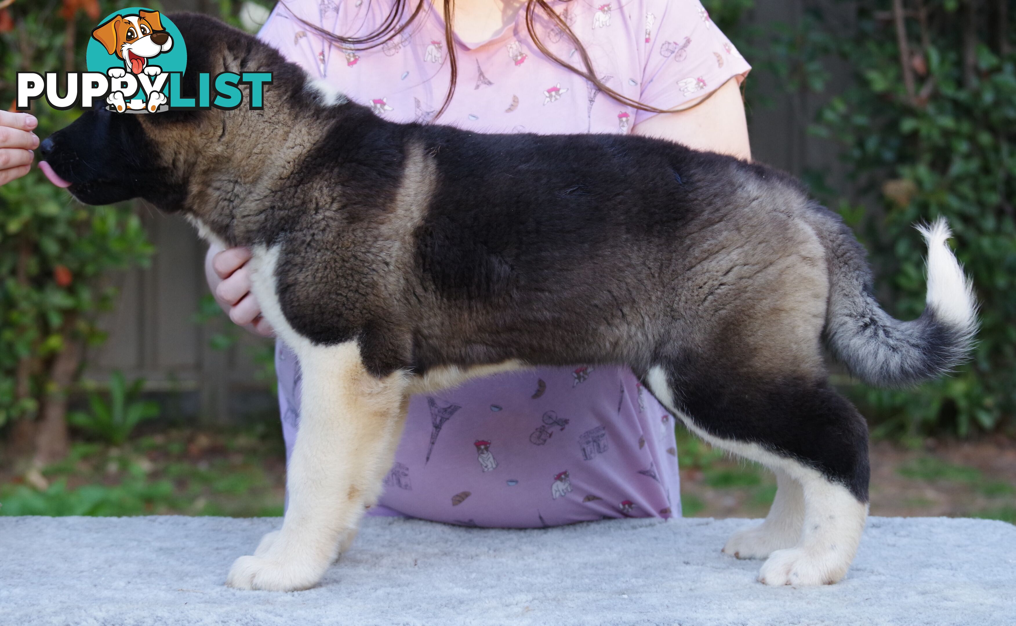 Pure bred Akita puppies