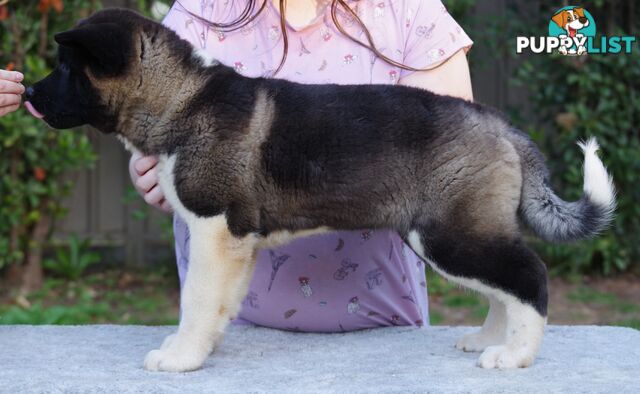 Pure bred Akita puppies