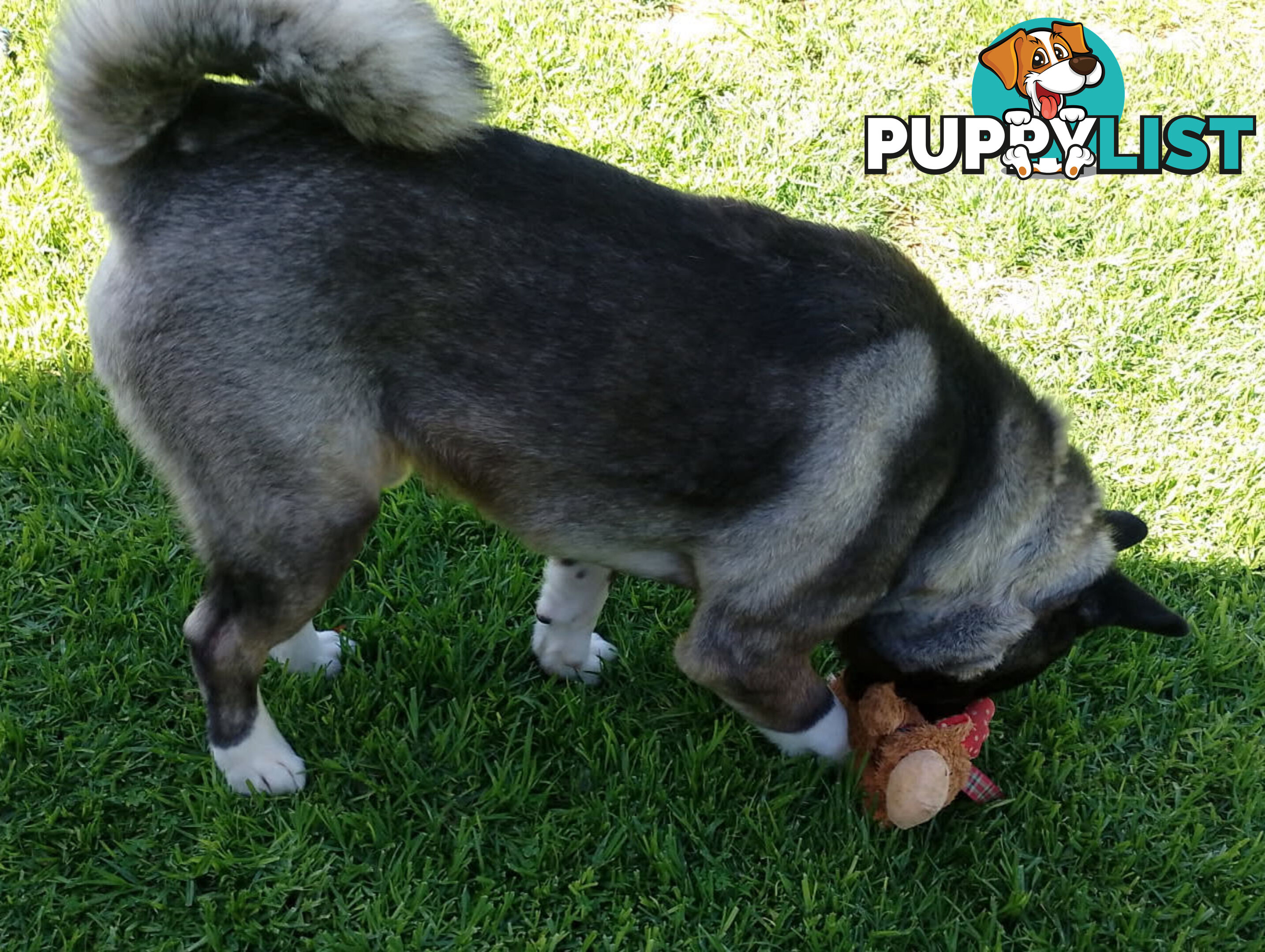 Pure bred Akita puppies