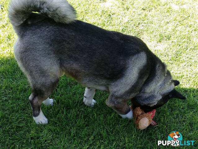 Pure bred Akita puppies