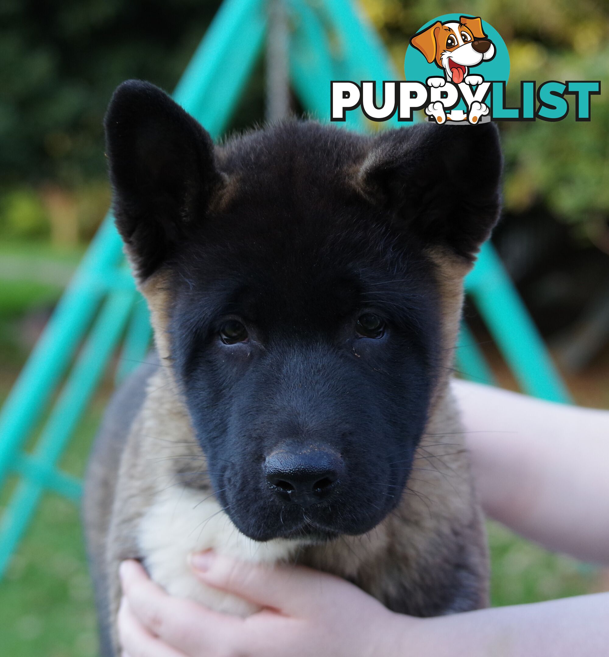 Pure bred Akita puppies