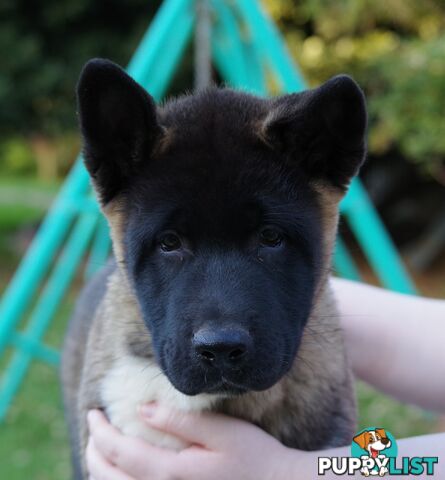 Pure bred Akita puppies