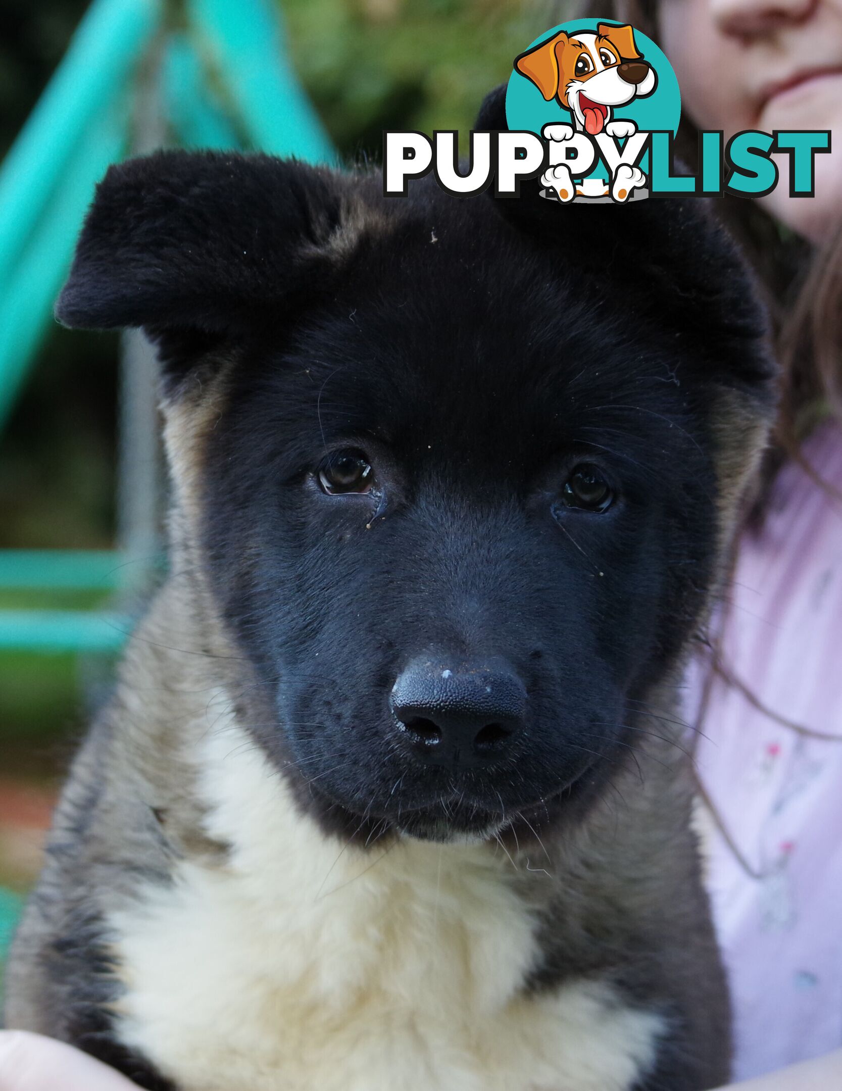 Pure bred Akita puppies