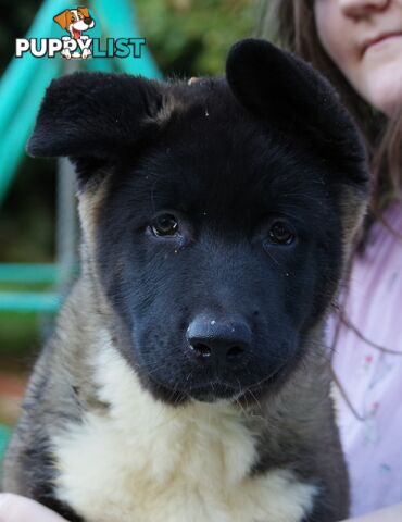 Pure bred Akita puppies