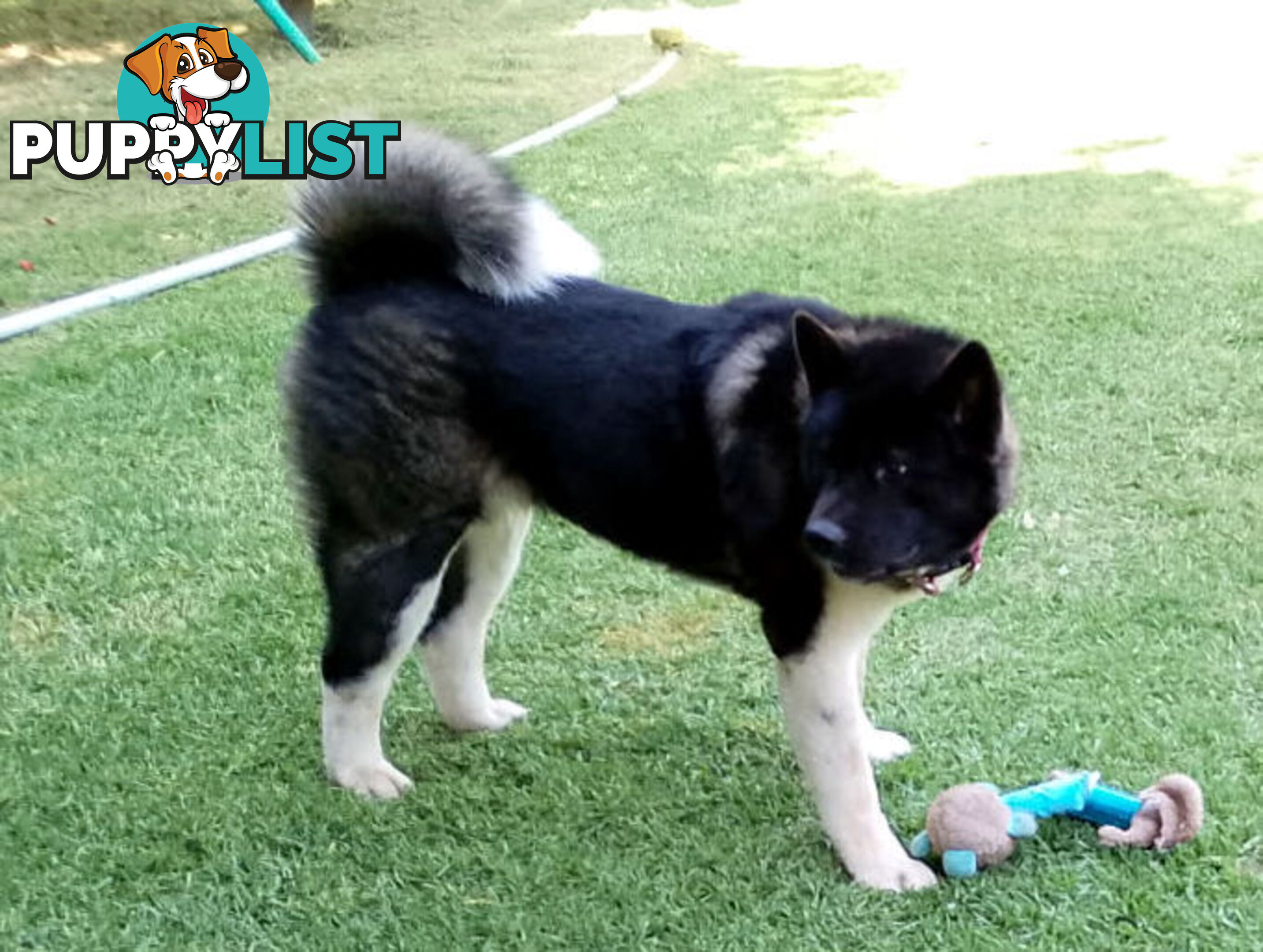 Pure bred Akita puppies