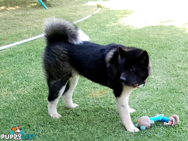 Pure bred Akita puppies