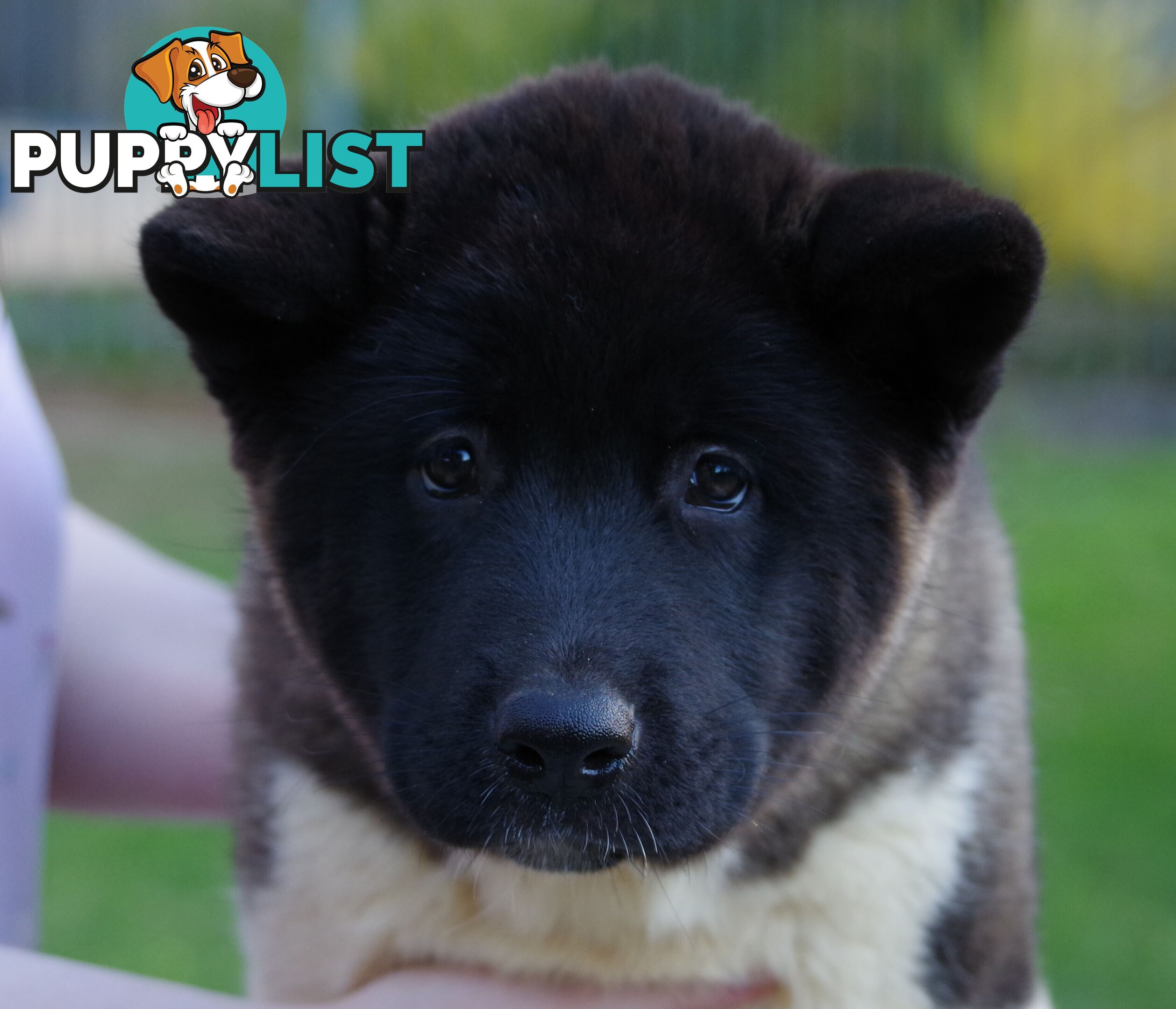 Pure bred Akita puppies