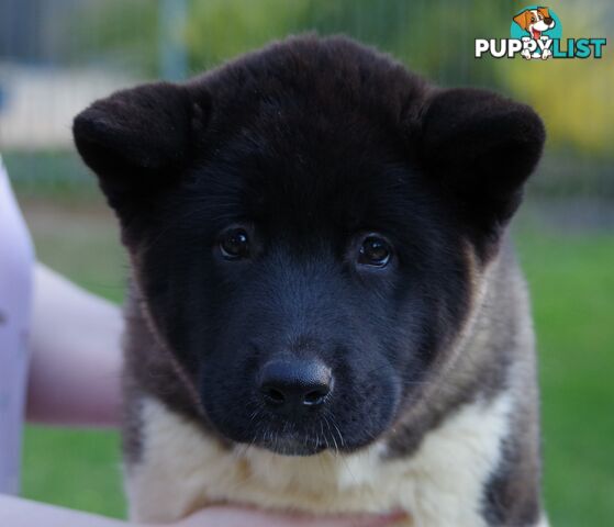 Pure bred Akita puppies