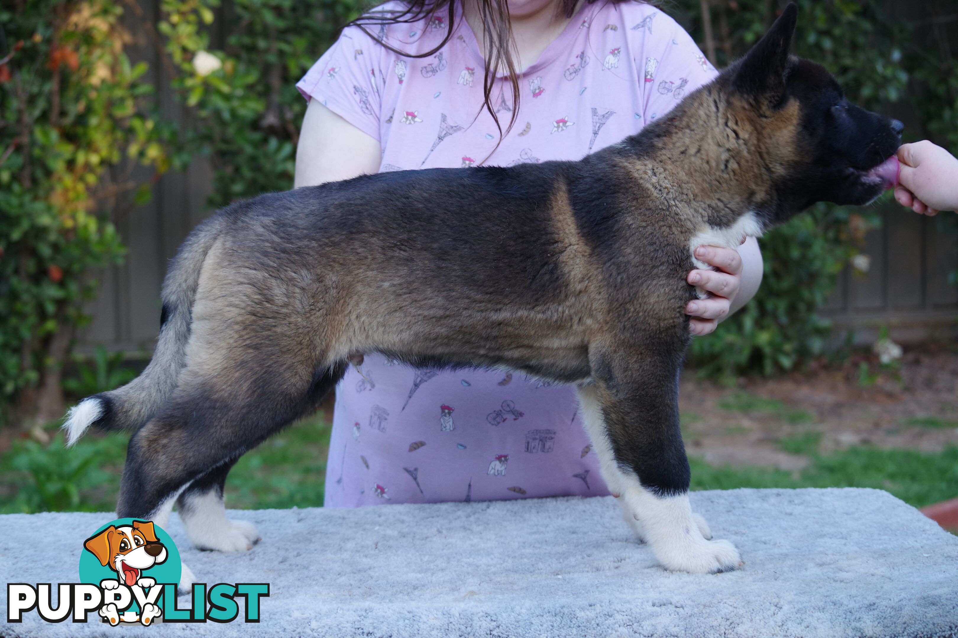 Pure bred Akita puppies