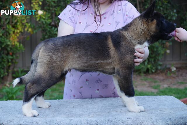 Pure bred Akita puppies